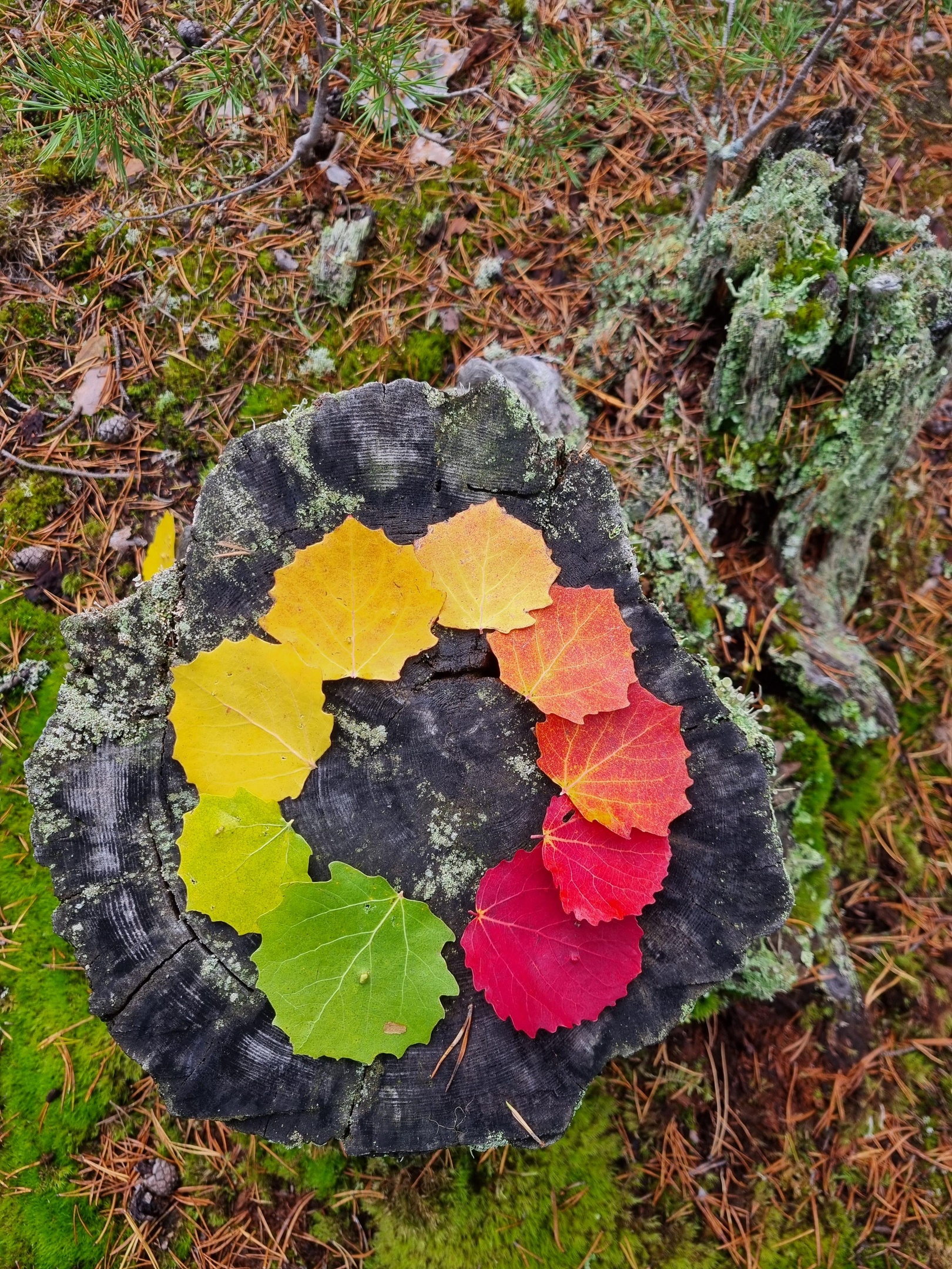 trummeditation trumresa trumma shaman